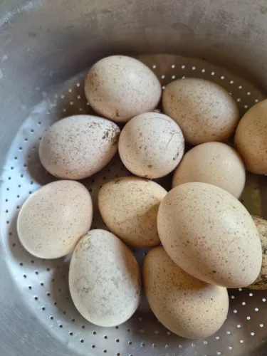 OVOS DE PERUA
