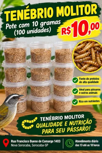 Tenebrio molitor