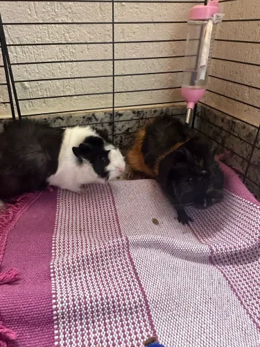 Vende-se duas porquinhas da Índia peruanas, já com gaiola e bebedor de água 