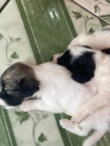 Filhote Shih tzu com poodle 