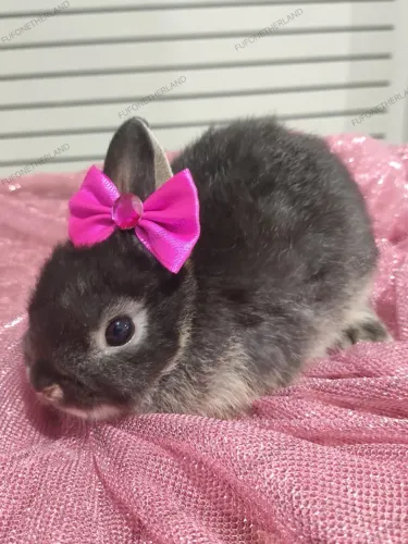 Coelhos Pet