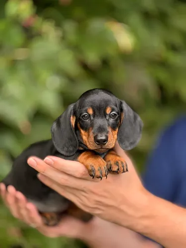 Dachshund Macho 