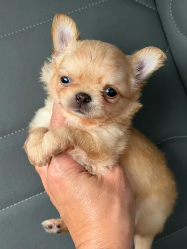 chihuahua Padrão filhote baby face fêmea com pedigree, microchip opcional