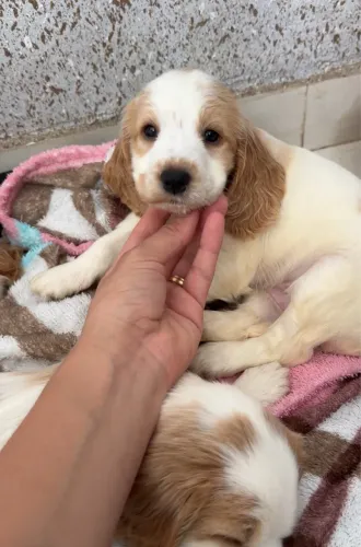 Vende-se filhotes Cocker Spaniel Inglês 