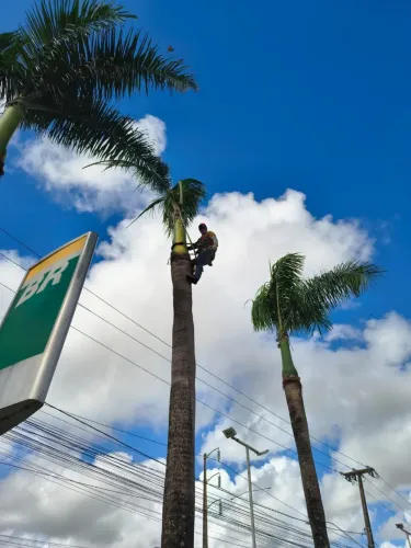 Foda e corte de Palmeiras e imperiais e coqueiro