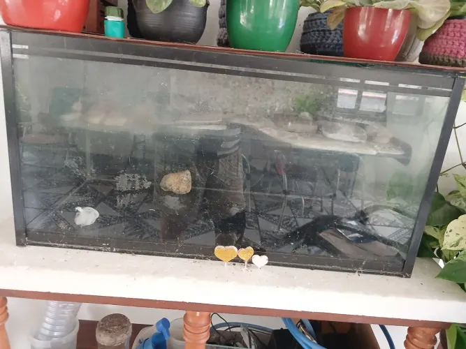 Vendo aquario grande pra tartaruga ou peixaria a companhia isopor e uma bomba nova