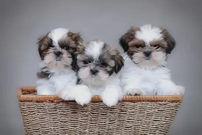 filhote de shih tzu