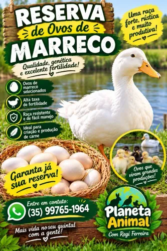 Disponível ovos de marrecos, coeem, pompom, Pequim.