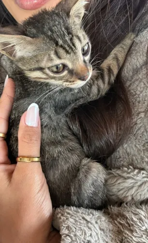 Doação Gatinhos Carinhosos  - Filhotes
