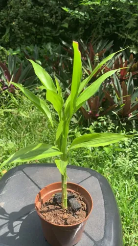 Planta