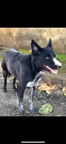 Filhotes de border collie