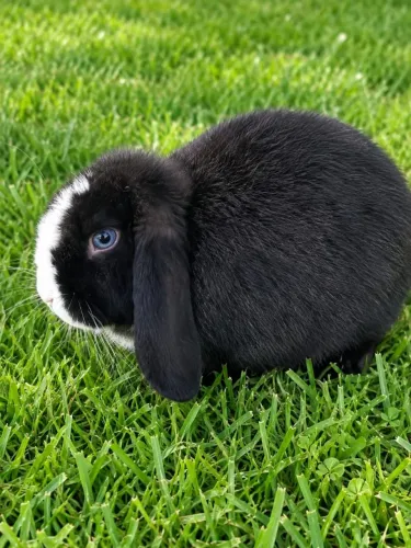 Coelho adulto macho da raça mini lop uruguaio.