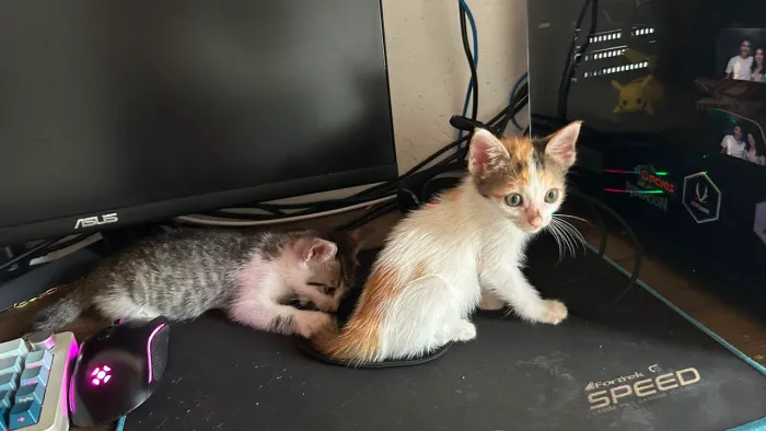 Gatinhas para adoção