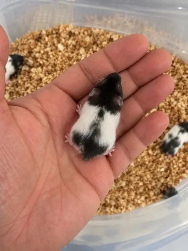 Filhotes Hamster SÍRIO