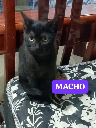 Gatos para adoção