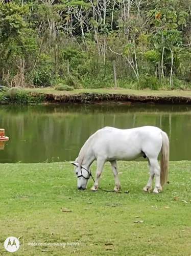 Cavalo Macho castrado