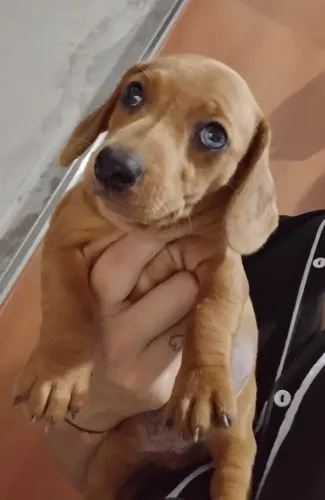 Vendo filhote de salsichinha macho 