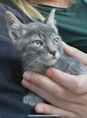 Procuro Gato Cinza Para Ser Adotado