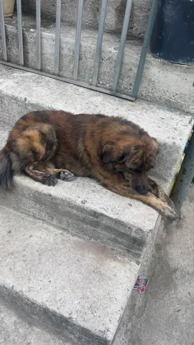 Cachorro macho doguinho dócil 