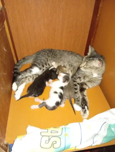 Eu quero adoar dois gatinhos gortinhos lindos que gosta de brincar.