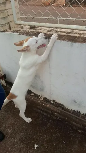 Doação de Animal Fêmea Filhote 