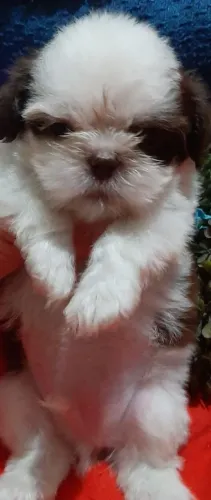 Shitzu macho micro bem pequeno