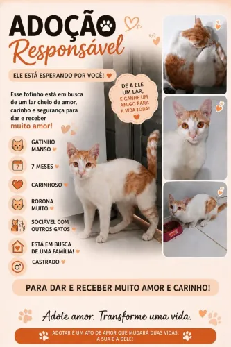 Animais de estimação 