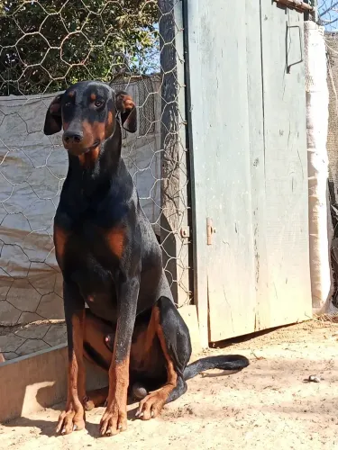 Vigia preto macho