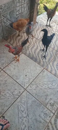 Pintos de 3 meses 