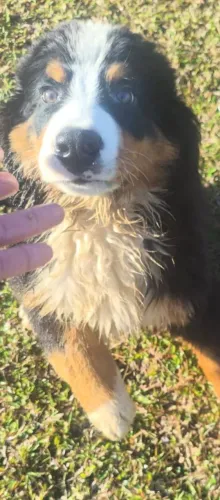 Bernese macho filhote enorme