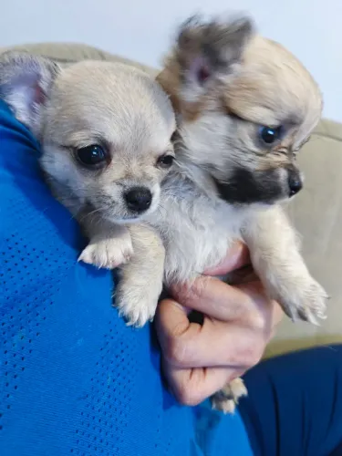 Vendo lindos filhotes de chihuahua ?