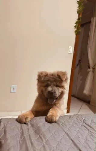 Venda de um chow chow de dois meses 