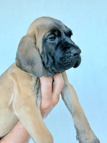 Fila brasileiro 