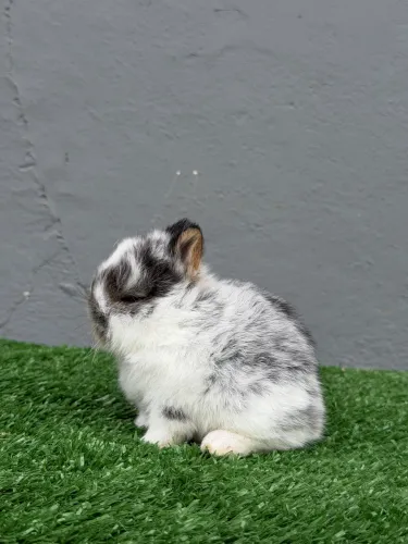Coelho anão de netherland dwarf 