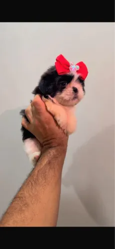 Shih-tzu sociavel com 50 dias 
