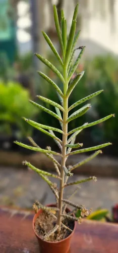 Suculenta