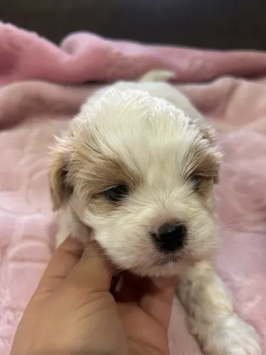Filhote de Shih Tzu