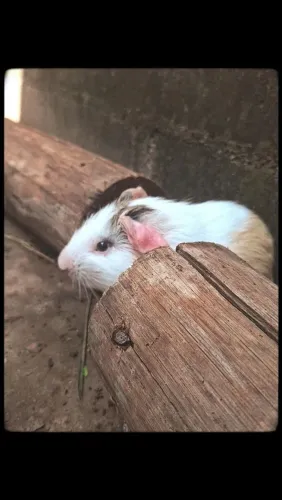 porquinho da india 