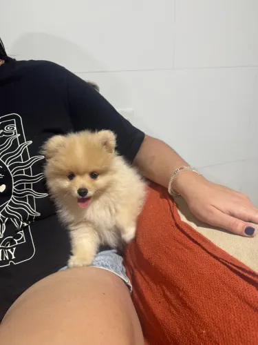 Spitz Alemão Fêmea