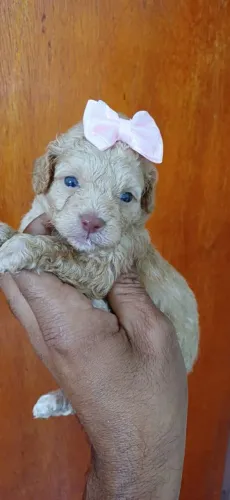 Poodle toy lindos filhotes