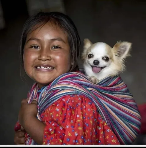 Chihuahuas