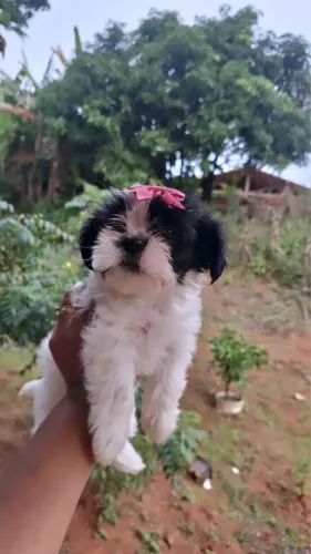 Filhote de Shih Tzu Fêmea Disponível
