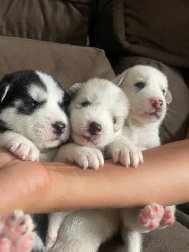 Husky siberiano