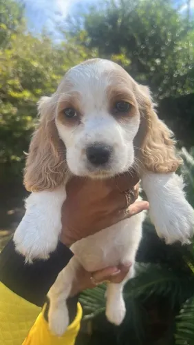 Filhote Cocker spaniel, Diga olá para o novo integrante da sua família!