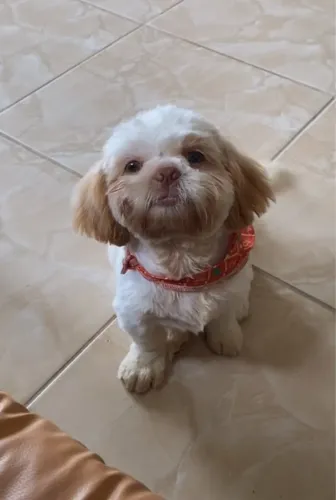 Vendo ou troco Shih tzu macho branco areia