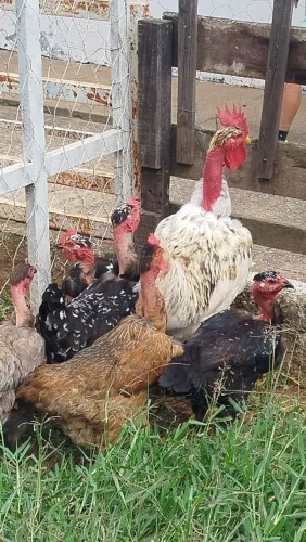 Ovos fertilizados de GSB