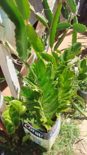 Planta