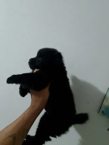 Filhote de Chow Chow preto, macho