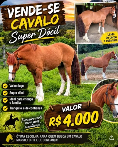 Vendo cavalo