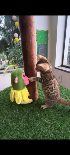 Gatinhos Bengal